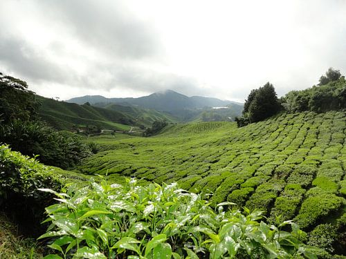 Maleisie Cameron Highlands