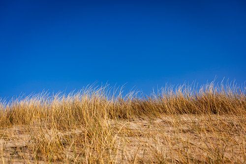 A dune covered in marram grass against a clear blue sky