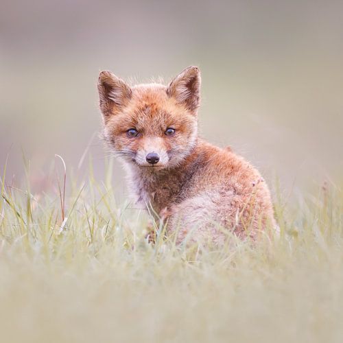 young fox by Pim Leijen