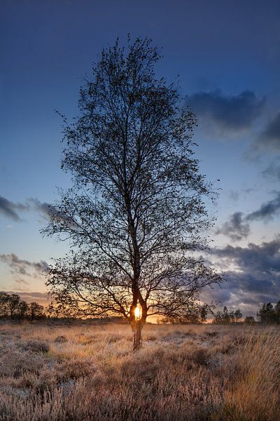 Birke auf einem Moorland beleuchtet von einem sunset_2 von Tony Vingerhoets