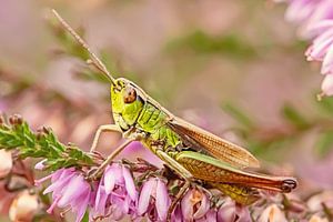 Detaillierte Heuschrecke über die blühende Heide