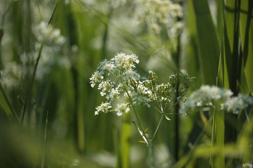 groen-witte waterkant