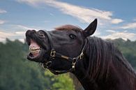 Lachend paard van gea strucks thumbnail