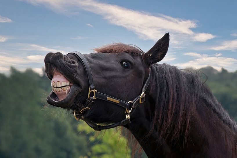 Lachend paard van gea strucks