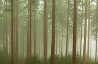 Mistig dennenbomen landschap tijdens een mistige herfstdag van Sjoerd van der Wal Fotografie thumbnail