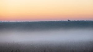 Edelhert in een sfeervol landschap - 6