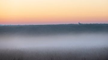 Edelhert in een sfeervol landschap - 6 van Sander Grefte