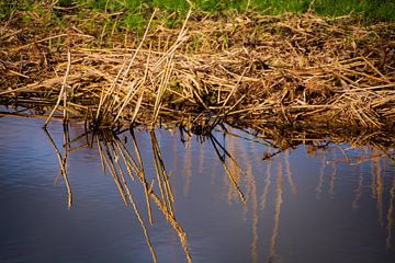 Les roseaux secs se reflètent dans le fossé