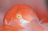 Portet van een Flamingo van Michel de Beer thumbnail