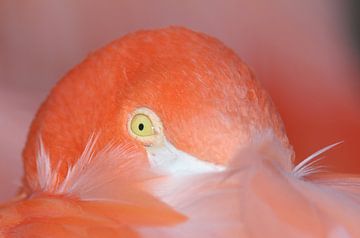 Portet van een Flamingo van Michel de Beer