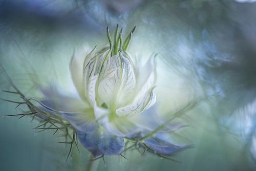 Wild at heart by Christl Deckx