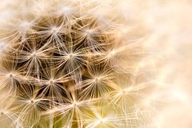 Fussel eines Löwenzahns von Monique Plantinga