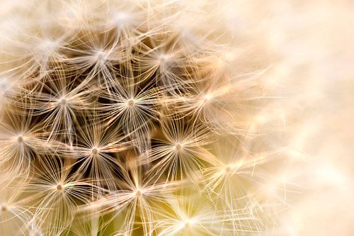 Fluff of a Dandelion