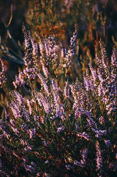 Violettes Heidekraut in Kalmthout