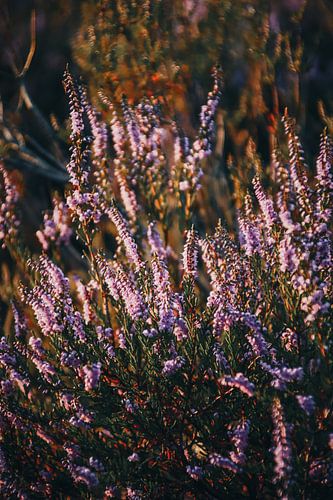 Paarse heide in Kalmthout