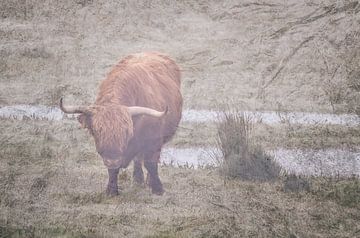 Schotse hooglander bieschbos van natascha verbij