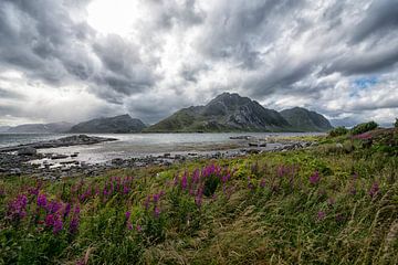 de Lofoten. van Tilly Meijer