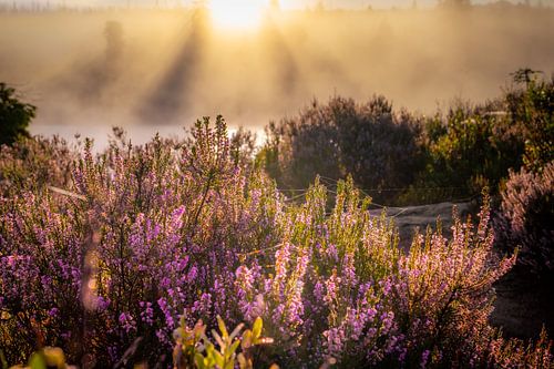 Blooming heath in the Harz Mountains by Steffen Henze