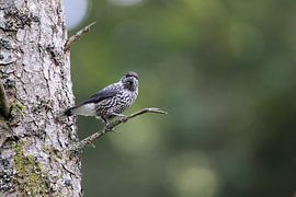 Spotted Nutcracker, Eurasian nutcracker (Nucifraga caryocatactes) Black Forest, Germany von Frank Fichtmüller