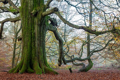 De oude beukenboom in Reinhardswald