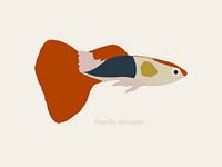 Een illustratie van een guppy