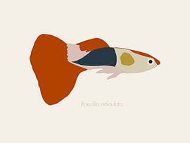 Een kleurrijke illustratie van een guppy van UMA Digital NL