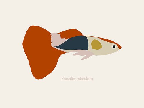 Eine Illustration eines Guppys