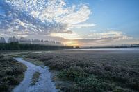Dew over the moor