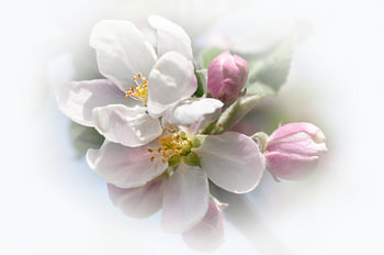 Apfelblüte