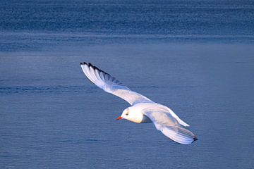 Unlimited freedom by Photoart-Naegele