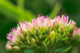 Millefeuille sur vert