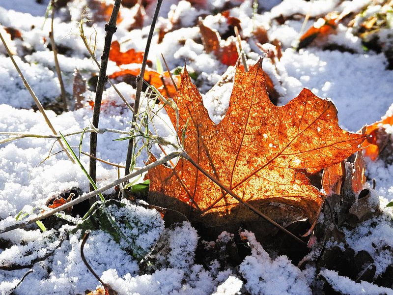 Wenn der Herbst auf den Winter trifft von Anja Oosterwaal Fine Art Fotografie