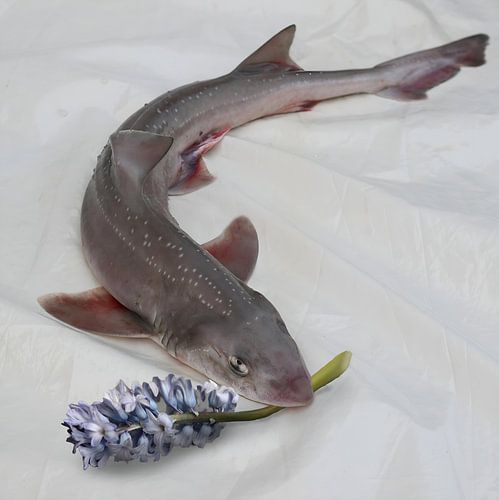 Haai met bloem van marleen brauers
