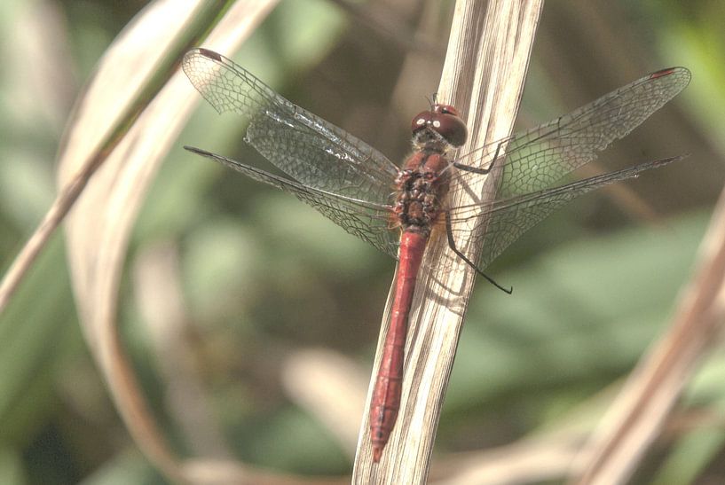 Dragonfly by Norbert Sülzner