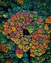 Autumn from above by Thomas Bartelds thumbnail