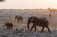 Olifanten en een giraffe in Etosha, Namibia van Menso van Westrhenen thumbnail