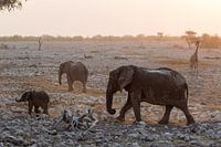 Des éléphants et une girafe à Etosha, Namibie