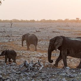 Des éléphants et une girafe à Etosha, Namibie sur Menso van Westrhenen
