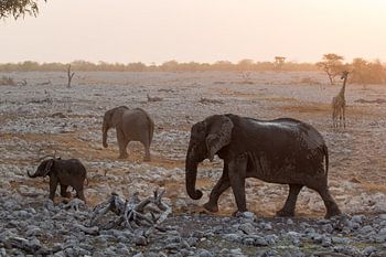 Des éléphants et une girafe à Etosha, Namibie