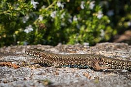 Lizard on the stone by Raphael Kipfer