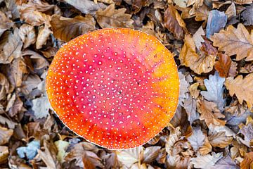 Wandeling door het bos van Guenter Purin