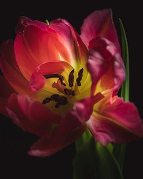 The centre of a tulip dark & moody van Sandra Hazes