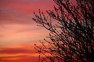 Boom in het avondrood von Lisa-Valerie Gerritsen Miniaturansicht