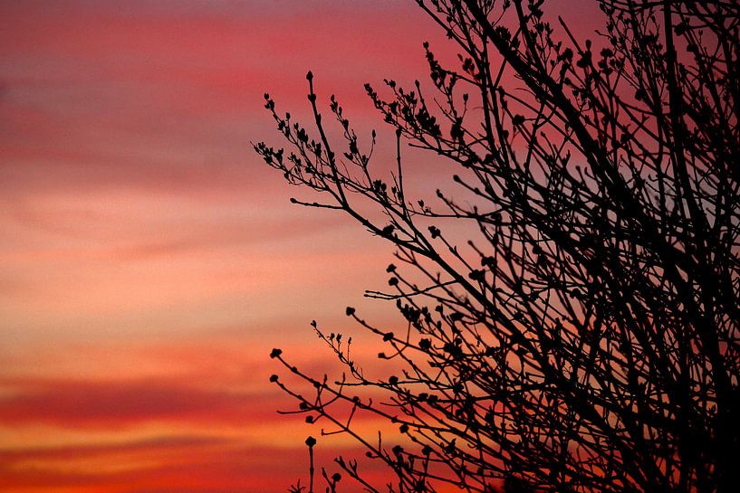 Boom in het avondrood van Lisa-Valerie Gerritsen