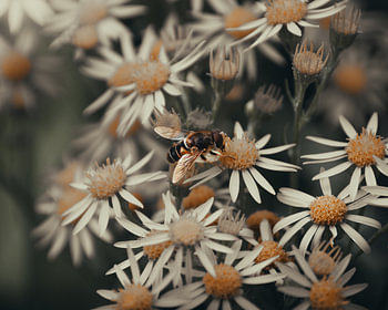 Gele Bloemen met een bij