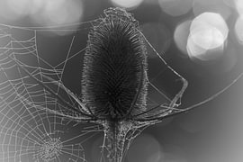 Between thorns and threads