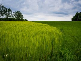 Elbsandsteingebirge – Kornfeld am Malerweg von Aurica Voss