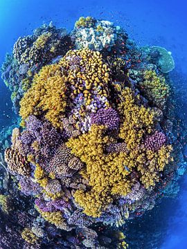 un magnifique récif corallien dans la mer Rouge égyptienne sur thomas van puymbroeck