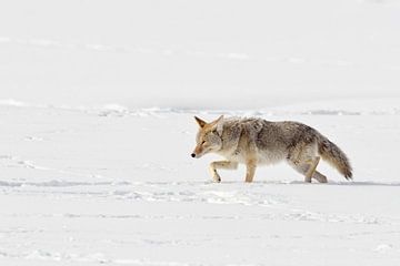 Coyote (Canis latrans) trudging door diepe sneeuw, Yellowstone NP, Wyoming, USA. van wunderbare Erde