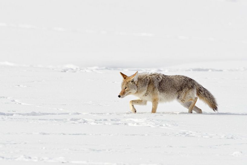 Kojote ( Canis latrans ) stapft durch tiefen Schnee, Yellowstone NP, Wyoming, USA. von wunderbare Erde